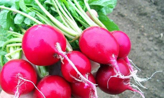 Radish Health Benefits During Pregnancy - A Nutrient Powerhouse
