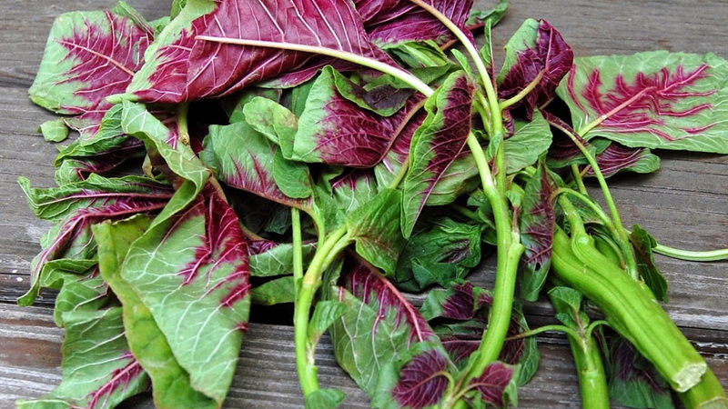 Discover the Incredible Health Benefits of Amaranth Leaves