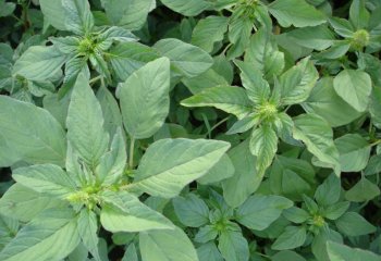 Amaranth Leaves Side Effects - What You Need to Know Before Eating