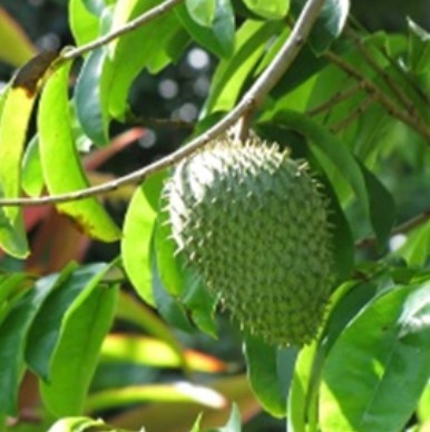 Discover the Incredible Soursop Benefits Sexually – Unlocking Nature’s Secret to Enhanced Pleasure