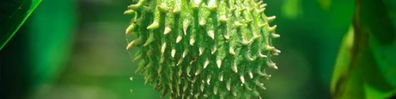 Discover the Incredible Soursop Benefits Sexually – Unlocking Nature’s Secret to Enhanced Pleasure
